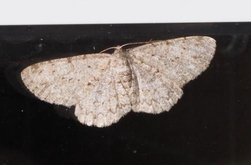Réf. 261 009 : Hypomecis punctinalis